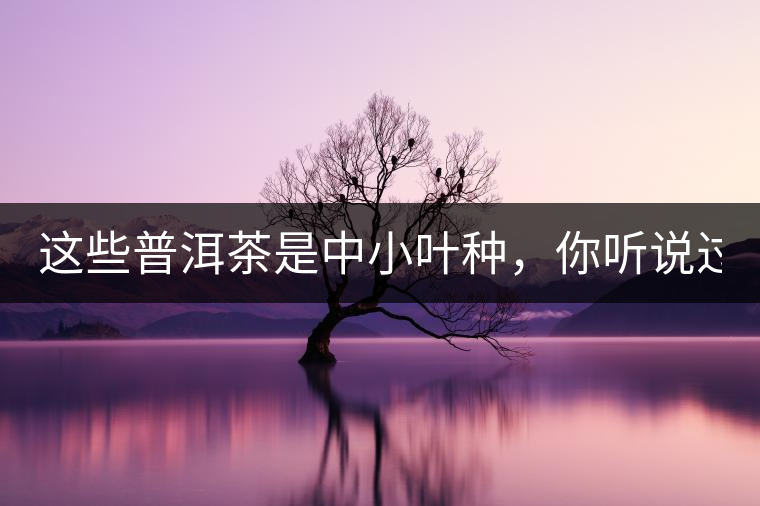 這些普洱茶是中小葉種，你聽(tīng)說(shuō)過(guò)嗎？