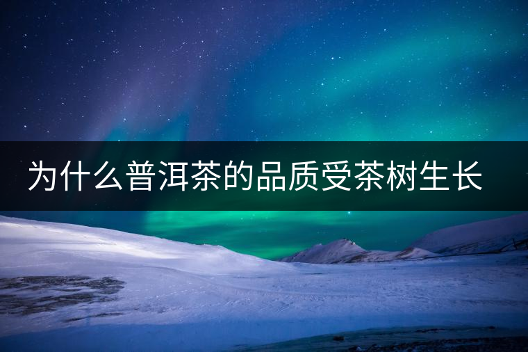 為什么普洱茶的品質受茶樹生長環(huán)境的影響？