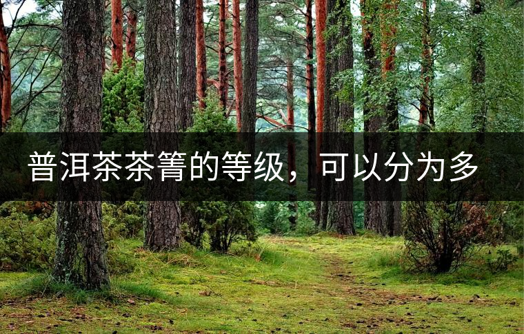 普洱茶茶箐的等級(jí)，可以分為多少級(jí)？