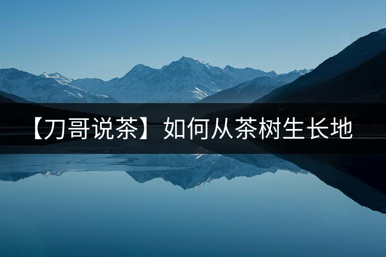 【刀哥說茶】如何從茶樹生長(zhǎng)地的海拔判斷普洱茶的品質(zhì)? 【刀哥說茶】如何從茶樹生長(zhǎng)地的海拔判斷普洱茶的品質(zhì)?