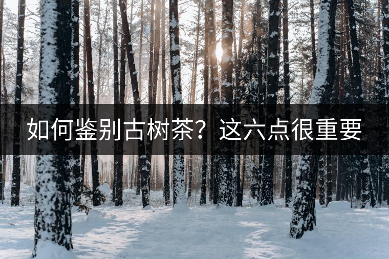 如何鑒別古樹茶？這六點(diǎn)很重要