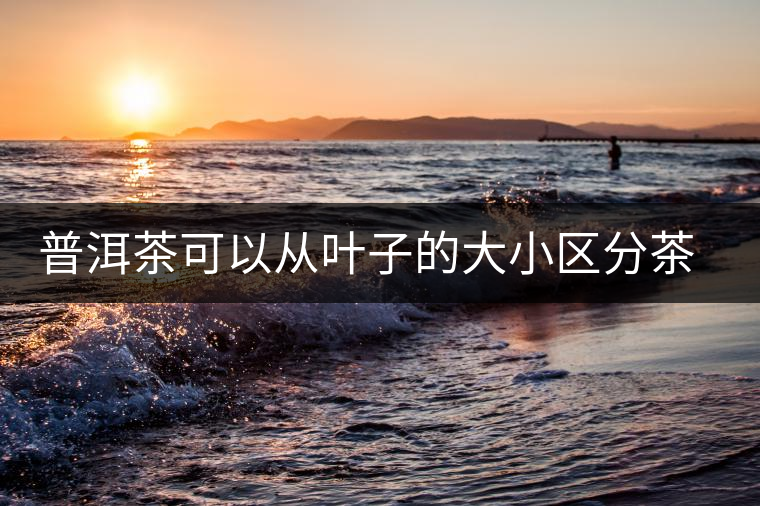 普洱茶可以從葉子的大小區(qū)分茶樹(shù)樹(shù)齡嗎? 普洱茶可以從葉子的大小區(qū)分茶樹(shù)樹(shù)齡嗎?