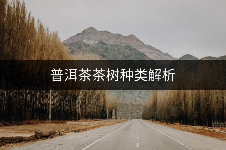 普洱茶茶樹(shù)種類(lèi)解析 普洱茶茶樹(shù)種類(lèi)解析