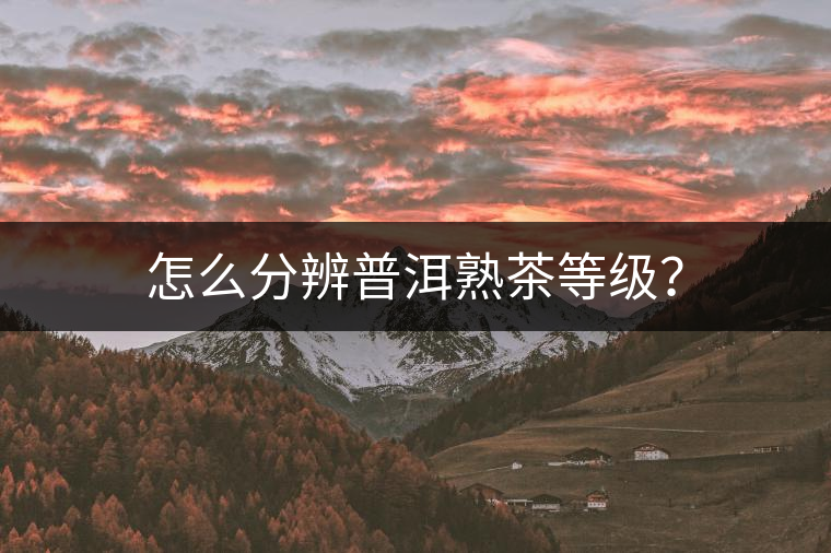 怎么分辨普洱熟茶等級？