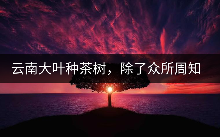 云南大葉種茶樹，除了眾所周知的“勐庫種”“勐海種”以外，還有那些品質(zhì)獨特的品種呢