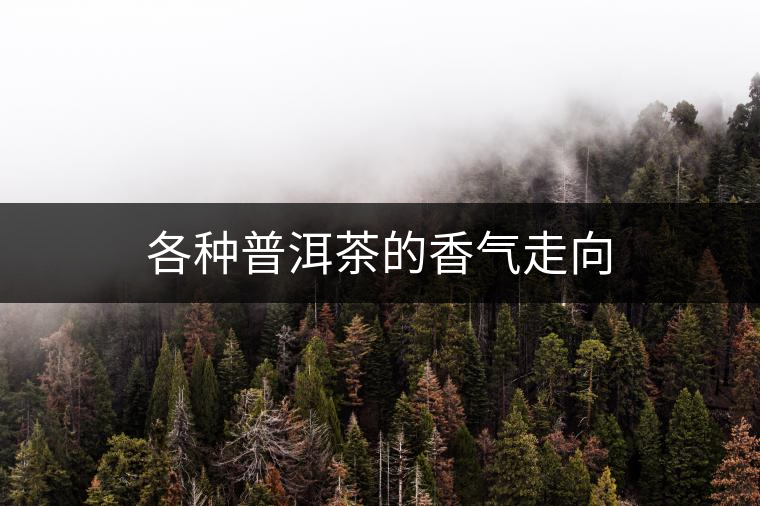 各種普洱茶的香氣走向 各種普洱茶的香氣走向