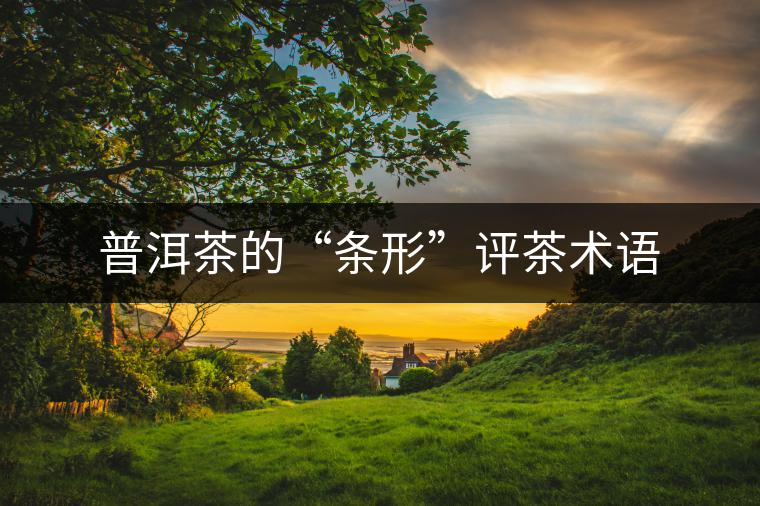普洱茶的“條形”評(píng)茶術(shù)語(yǔ) 普洱茶的“條形”評(píng)茶術(shù)語(yǔ)