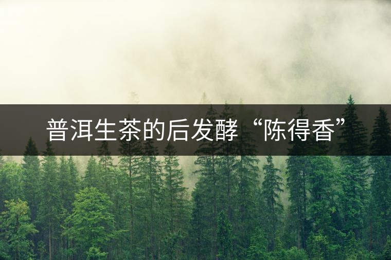 普洱生茶的后發(fā)酵“陳得香”