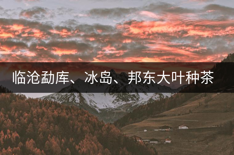 臨滄勐庫、冰島、邦東大葉種茶的解析
