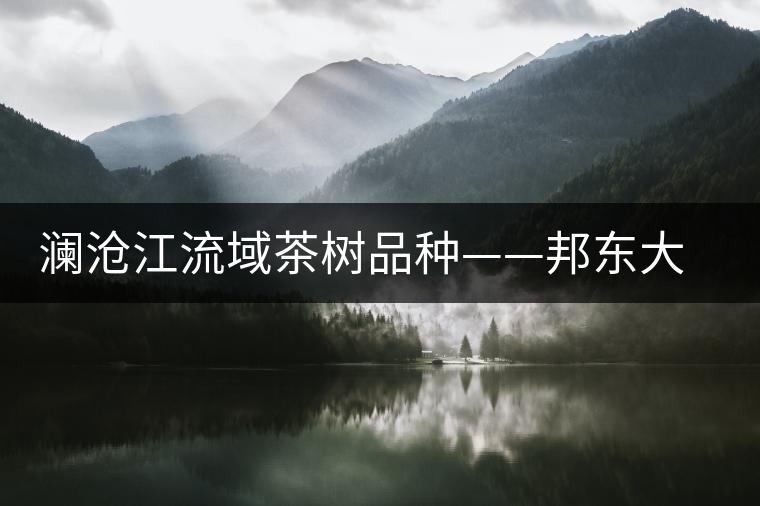 瀾滄江流域茶樹(shù)品種——邦東大葉茶 瀾滄江流域茶樹(shù)品種——邦東大葉茶