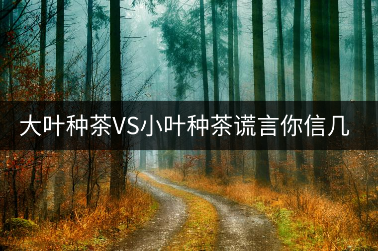 大葉種茶VS小葉種茶謊言你信幾個？