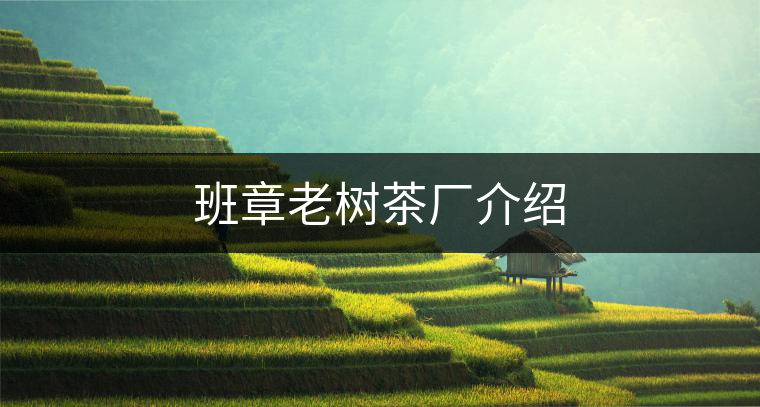 班章老樹茶廠介紹