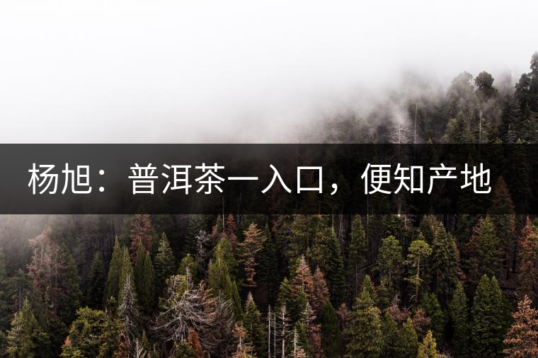 楊旭：普洱茶一入口，便知產(chǎn)地和年份