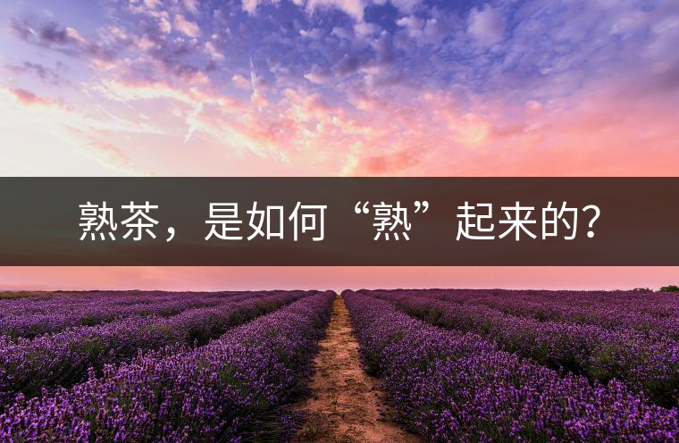熟茶，是如何“熟”起來的？