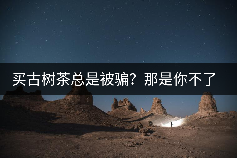 買古樹茶總是被騙？那是你不了解古樹茶的十大真相