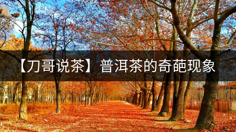 【刀哥說茶】普洱茶的奇葩現(xiàn)象之——新茶比老茶貴！