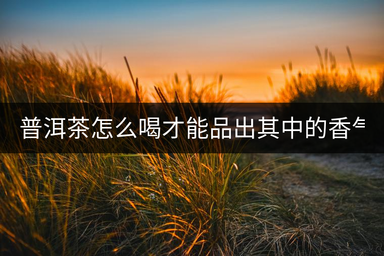 普洱茶怎么喝才能品出其中的香氣？