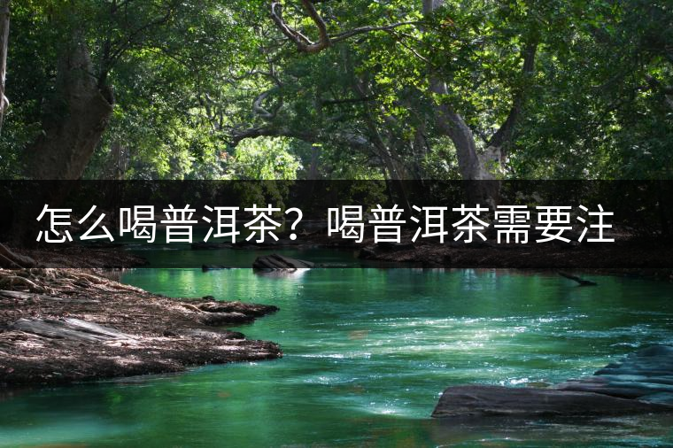 怎么喝普洱茶？喝普洱茶需要注意的要點