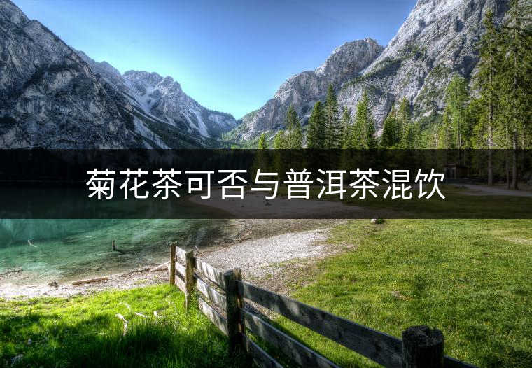 菊花茶可否與普洱茶混飲 菊花茶可否與普洱茶混飲