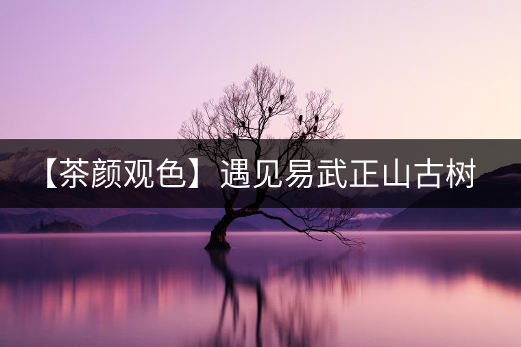 【茶顏觀色】遇見(jiàn)易武正山古樹(shù)之美 【茶顏觀色】遇見(jiàn)易武正山古樹(shù)之美