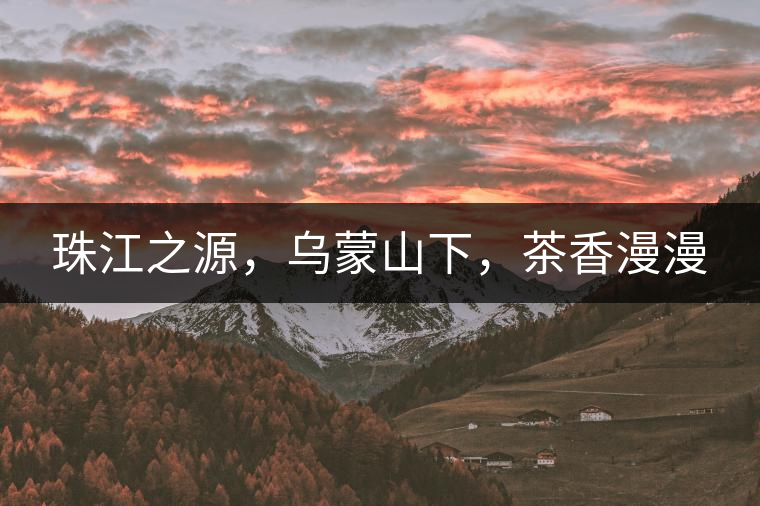 珠江之源，烏蒙山下，茶香漫漫
