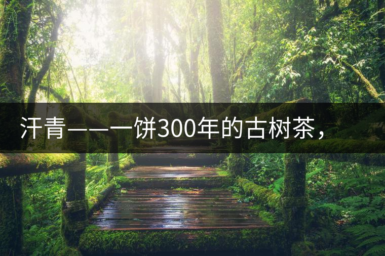 汗青——一餅300年的古樹茶，教您如何品鑒它的真諦