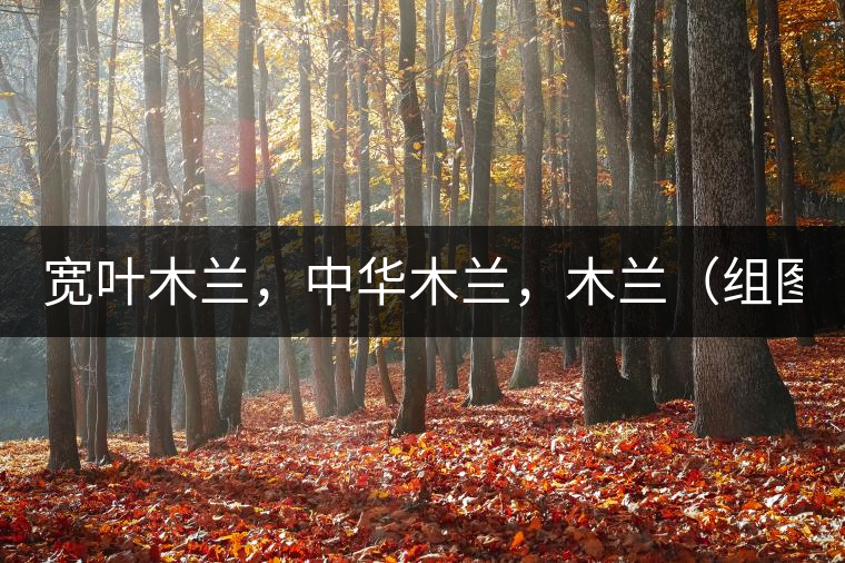 寬葉木蘭，中華木蘭，木蘭（組圖）