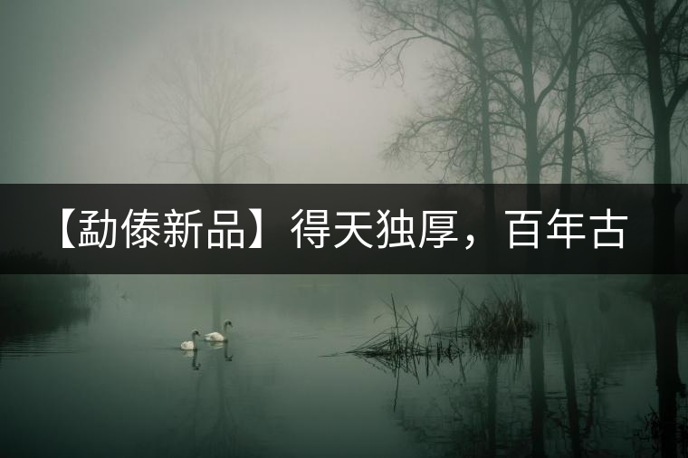 【勐傣新品】得天獨(dú)厚，百年古樹——磨烈古樹