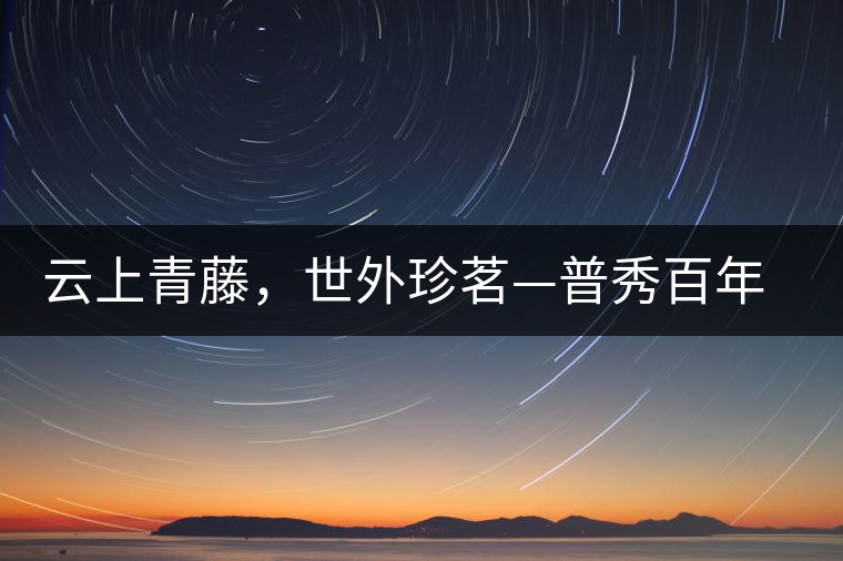 云上青藤，世外珍茗—普秀百年藤條茶即將上市