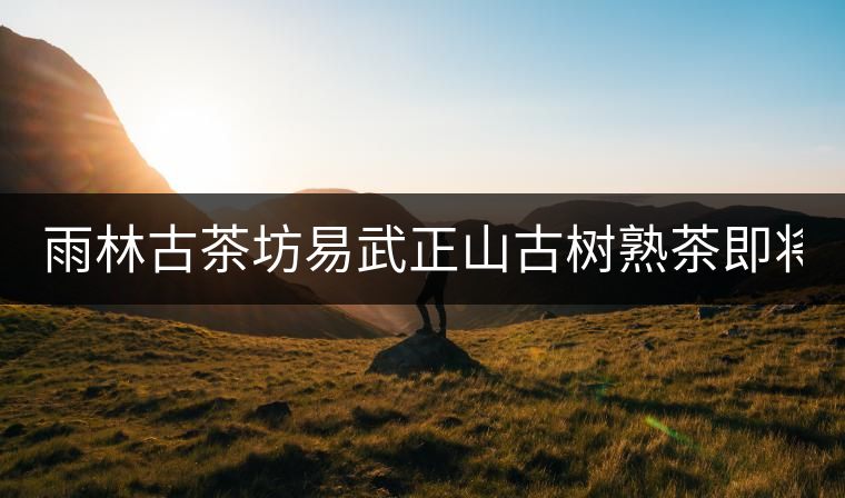 雨林古茶坊易武正山古樹熟茶即將上市！