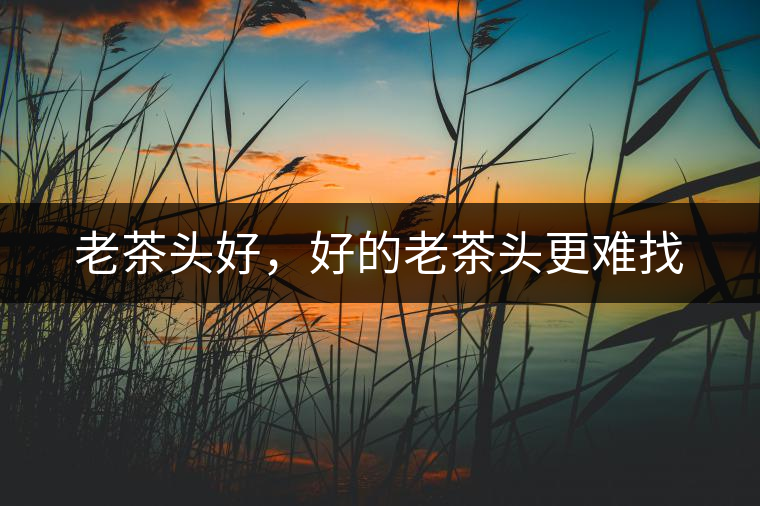 老茶頭好，好的老茶頭更難找