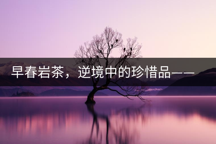 早春巖茶，逆境中的珍惜品——“邦東古樹(shù)茶”隆重上市