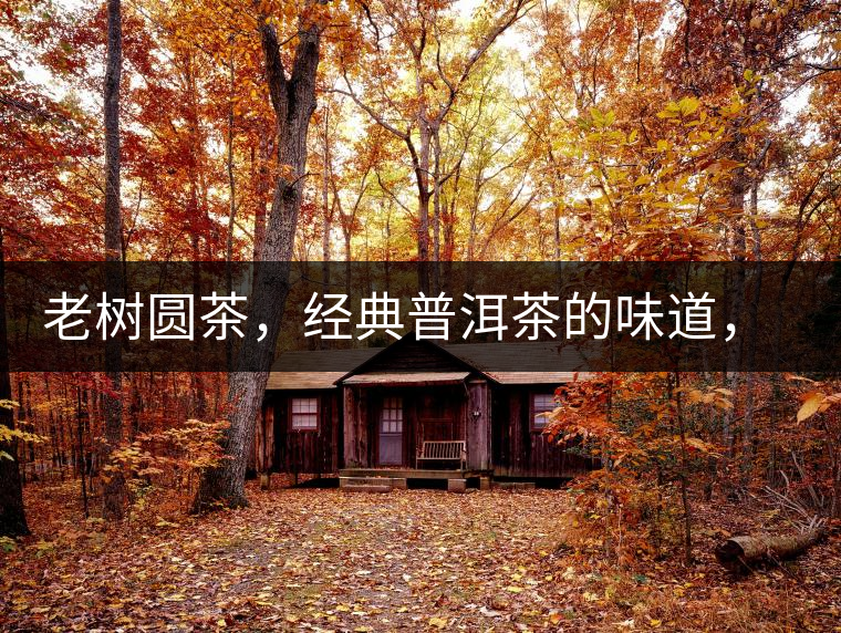 老樹圓茶，經(jīng)典普洱茶的味道，即將上市