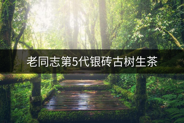 老同志第5代銀磚古樹生茶 老同志第5代銀磚古樹生茶