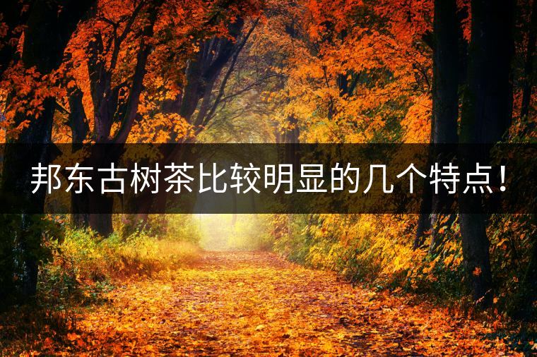 邦東古樹(shù)茶比較明顯的幾個(gè)特點(diǎn)！