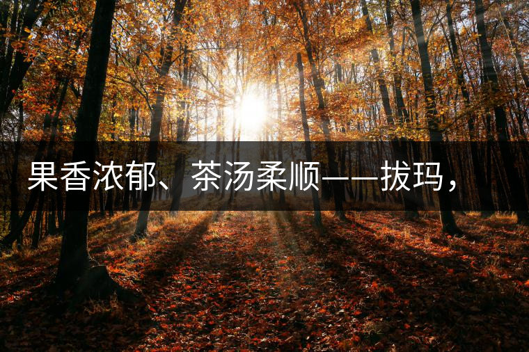 果香濃郁、茶湯柔順——拔瑪，南糯山最好的茶