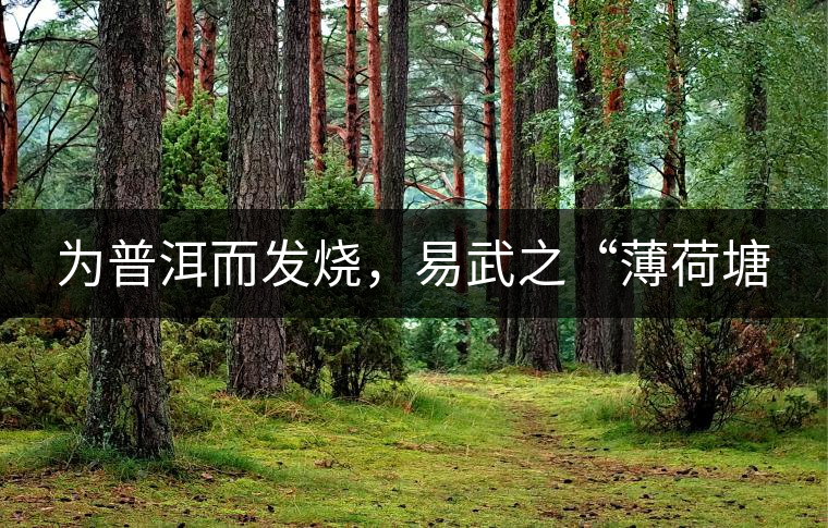 為普洱而發(fā)燒，易武之“薄荷塘