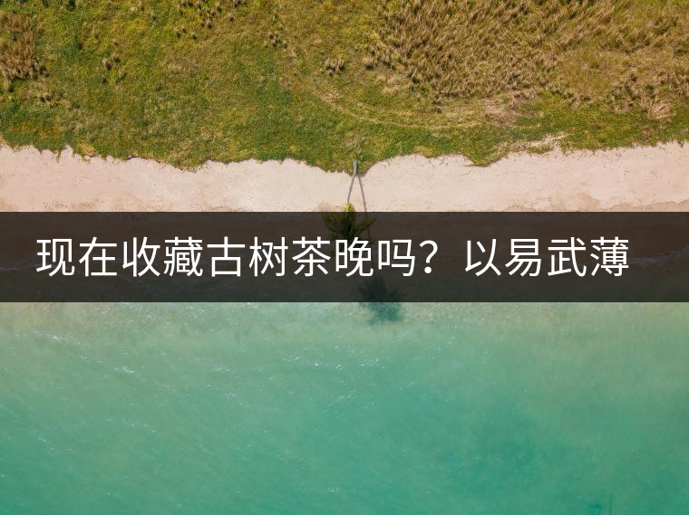 現(xiàn)在收藏古樹茶晚嗎？以易武薄荷塘古樹茶為例