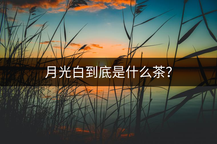 月光白到底是什么茶？