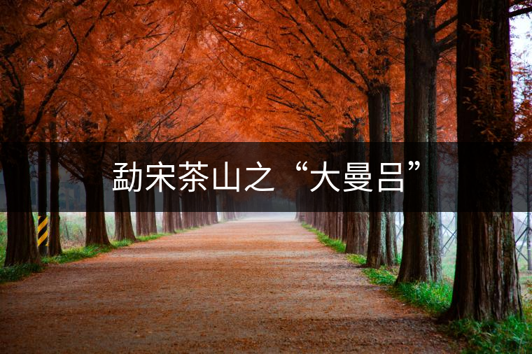 勐宋茶山之“大曼呂” 勐宋茶山之“大曼呂”