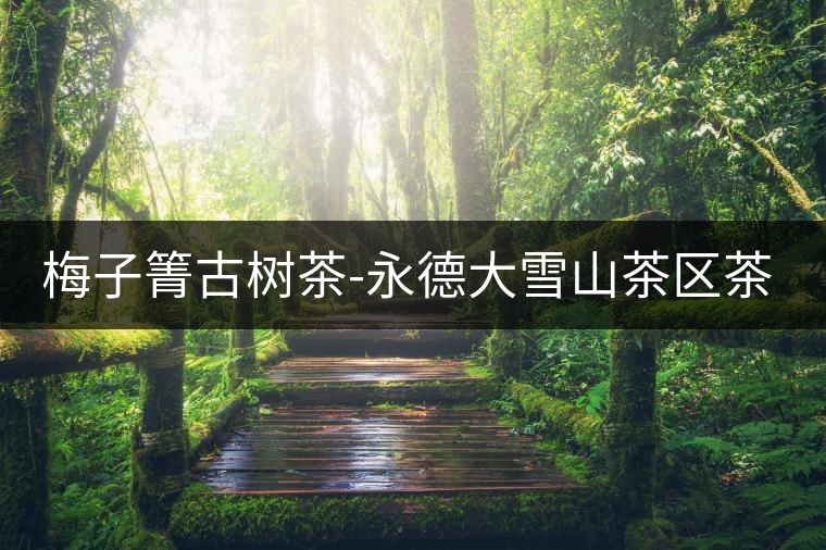 梅子箐古樹(shù)茶-永德大雪山茶區(qū)茶山資料介紹 梅子箐古樹(shù)茶-永德大雪山茶區(qū)茶山資料介紹