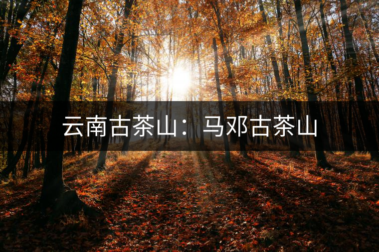 云南古茶山:馬鄧古茶山 云南古茶山:馬鄧古茶山