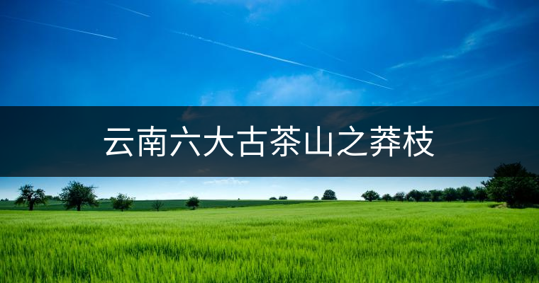 云南六大古茶山之莽枝 云南六大古茶山之莽枝