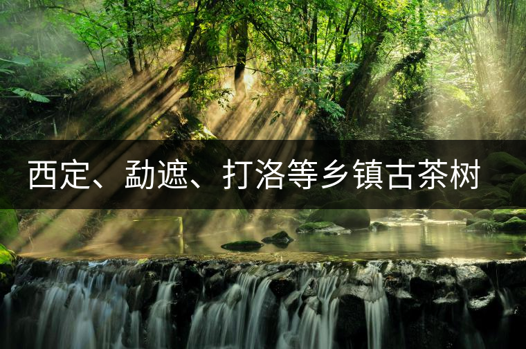 西定、勐遮、打洛等鄉(xiāng)鎮(zhèn)古茶樹資源