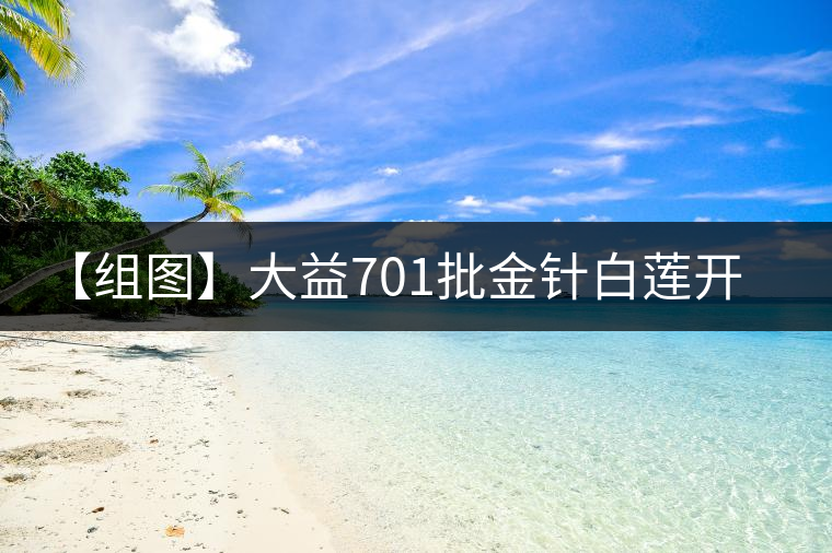 【組圖】大益701批金針白蓮開湯