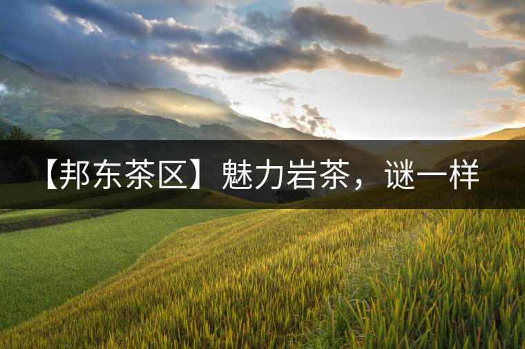 【邦東茶區(qū)】魅力巖茶，謎一樣的邦東！