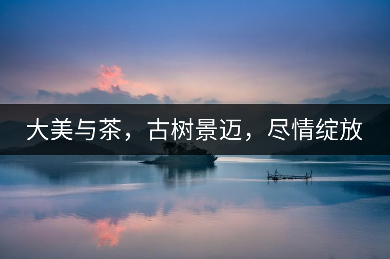 大美與茶，古樹景邁，盡情綻放