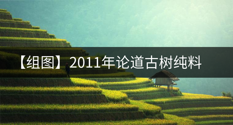 【組圖】2011年論道古樹純料熟茶開湯 【組圖】2011年論道古樹純料熟茶開湯