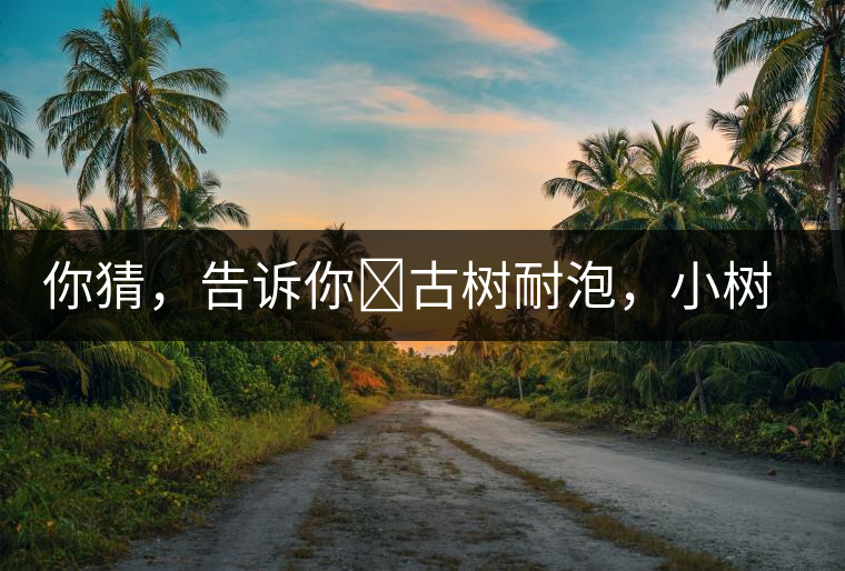 你猜，告訴你?古樹耐泡，小樹、臺(tái)地不耐泡都是什么心理？