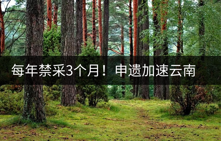 每年禁采3個月!申遺加速云南普洱景邁山古茶林將實現(xiàn)臨時管控 每年禁采3個月!申遺加速云南普洱景邁山古茶林將實現(xiàn)臨時管控
